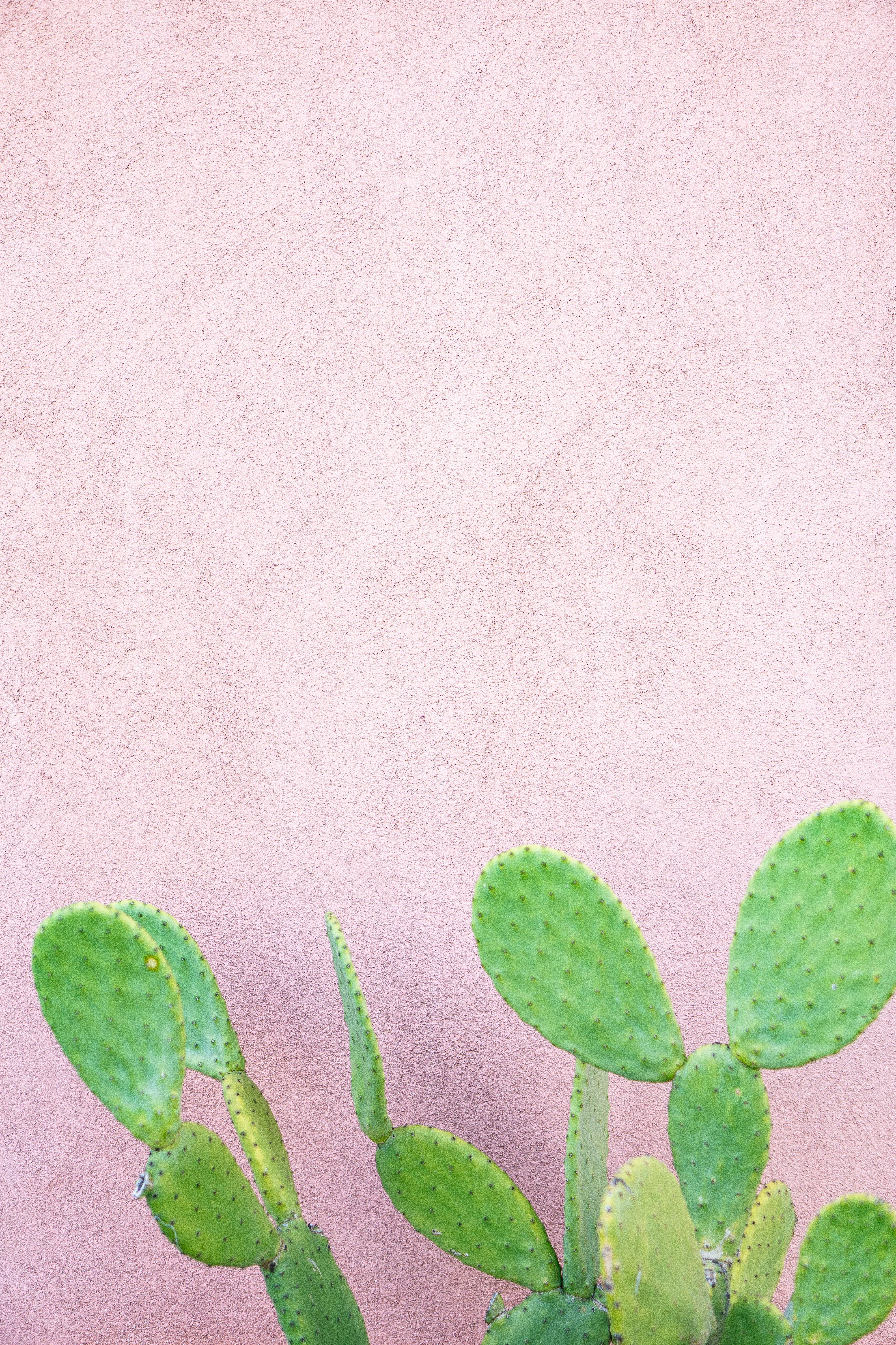鲜艳的绿色仙人掌与带纹理的尖刺形成对比，搭配柔和的粉红色墙壁，营造出现代而极简的外观