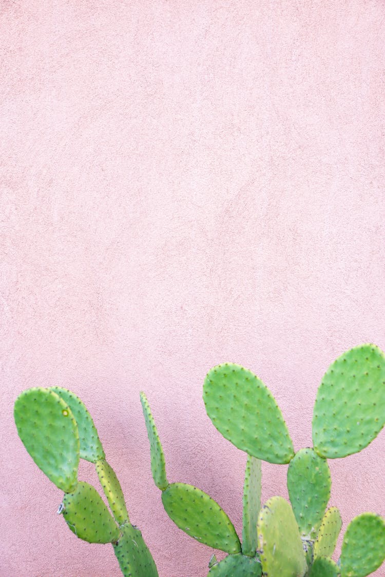 Green Cactus Beside Pink Wall