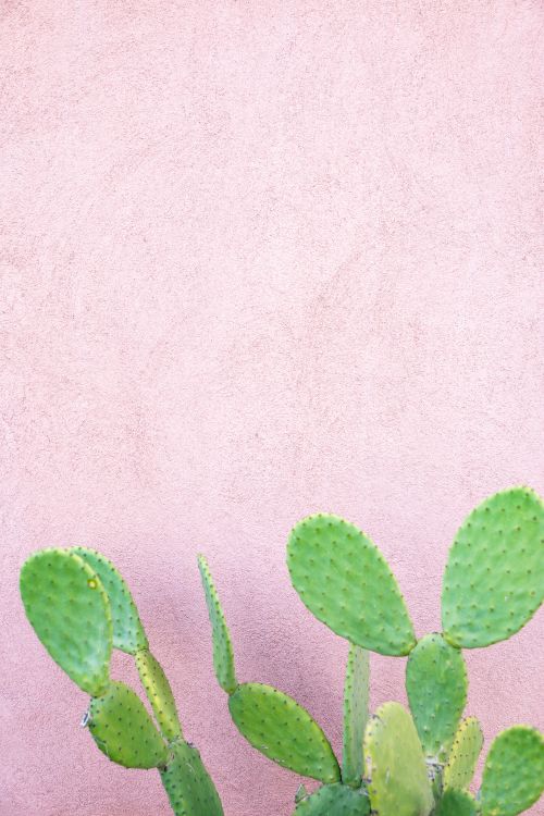 Free Vivid green cactus with textured spikes contrasts a pastel pink wall, creating a modern and minimalist look. Stock Photo