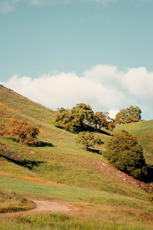 Ingyenes stockfotó domb, ég, fák témában Stockfotó