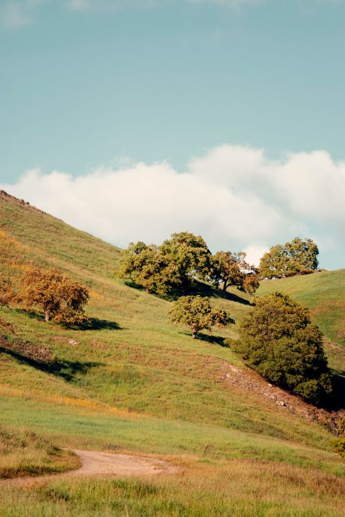 Free Tranquil countryside view of rolling hills and scattered trees under a blue sky with clouds. Stock Photo