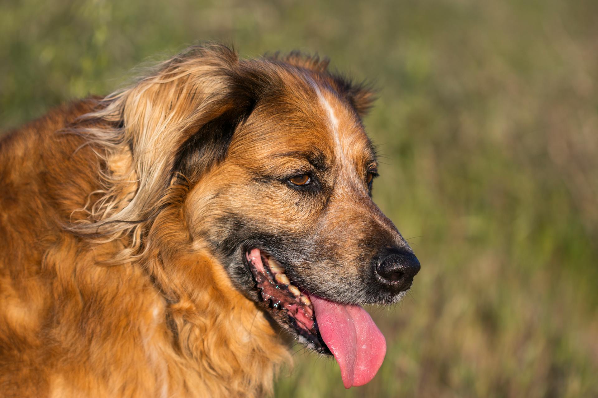 Bruine en zwarte langharige hond