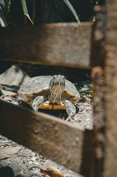 A tortoise sitting on the ground in its natural habitat, captured in a zoo setting.