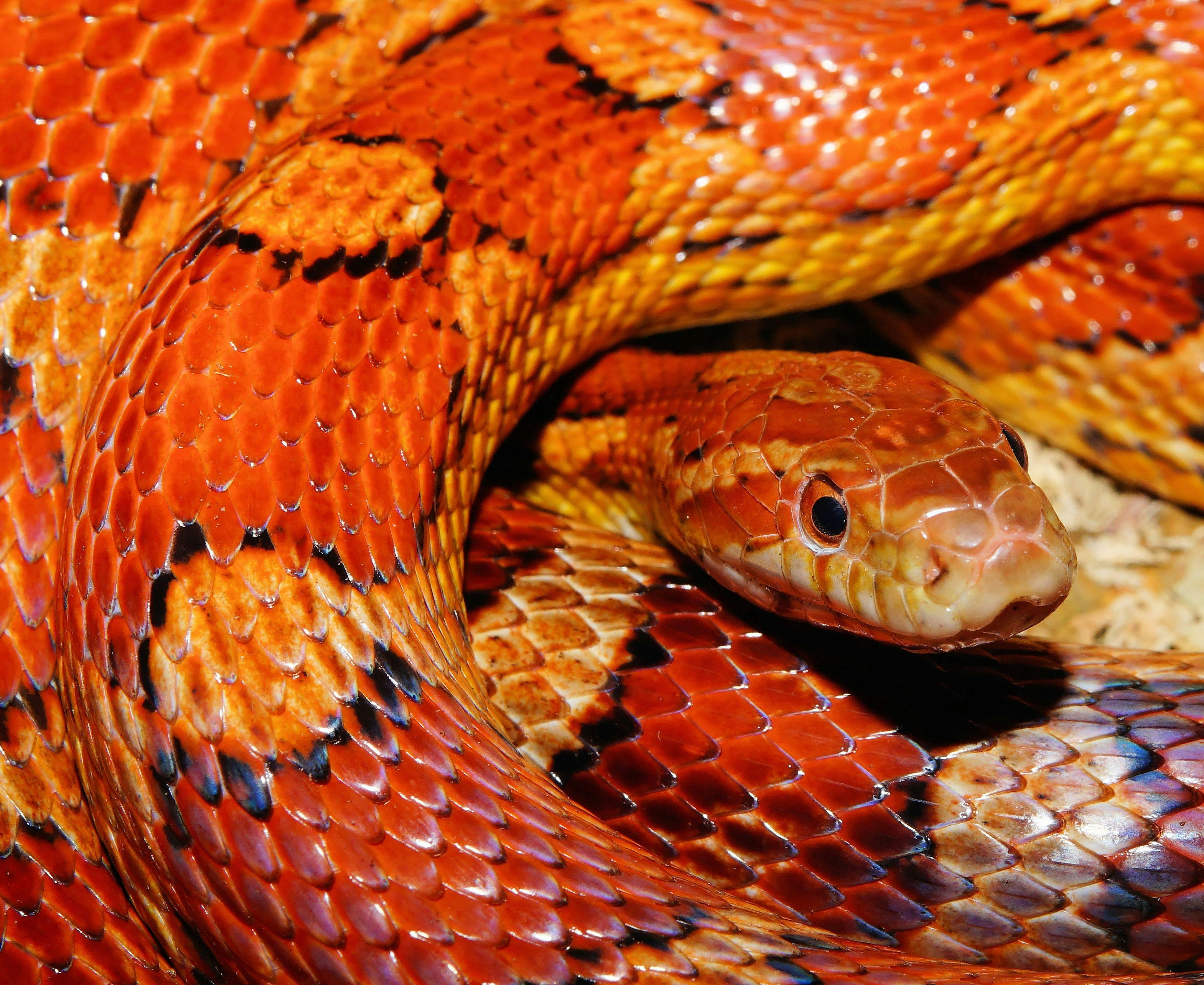 Orange and Yellow Snake