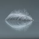 White Feather on Gray Surface