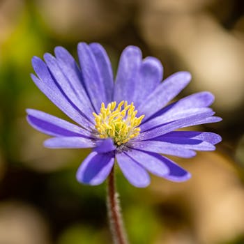 一张充满活力的紫色海葵花特写，清晰地展现了它的花瓣和黄色花心