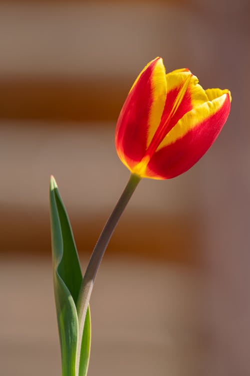 Close-up on Tulip with Red and Yellow Petals
