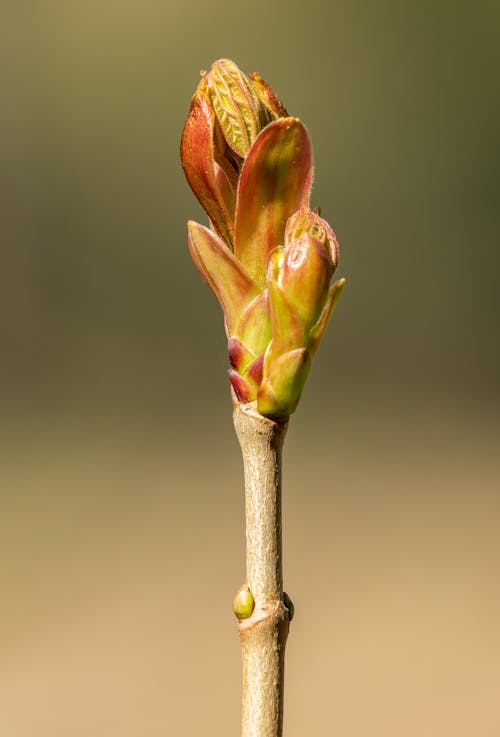 Základová fotografie zdarma na téma detail, jarní čas, příroda