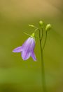 Purple Flower in Tilt Shift Lens