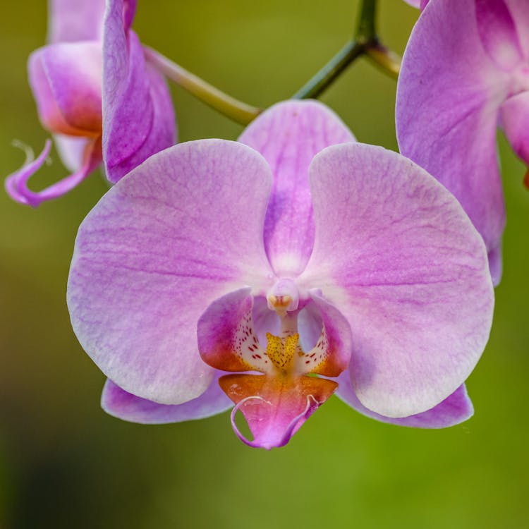 Purple Orchid Flowers