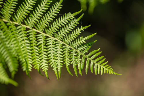 Green Fern Plant in Close Up Photography