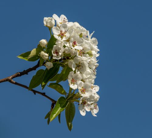 Free Close-up of white pear blossoms against a clear blue sky, symbolizing spring freshness and natural beauty. Stock Photo
