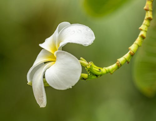 White and Yellow Flower in Tilt Shift Lens