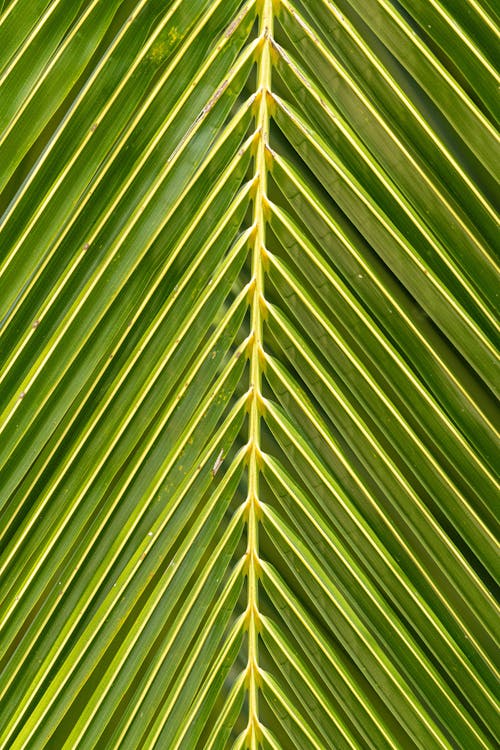 Green Leaf in Close Up Photography