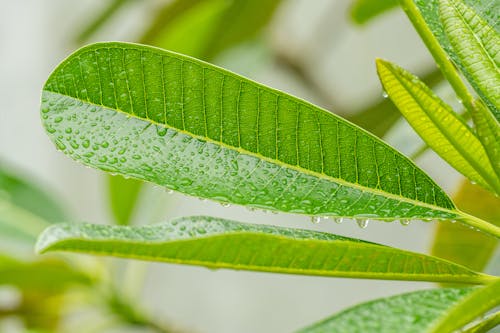 Green Leaves in Macro Photography