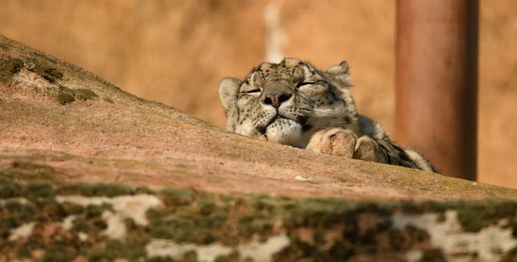 Leopard Sleeping On Hillock In Zoo