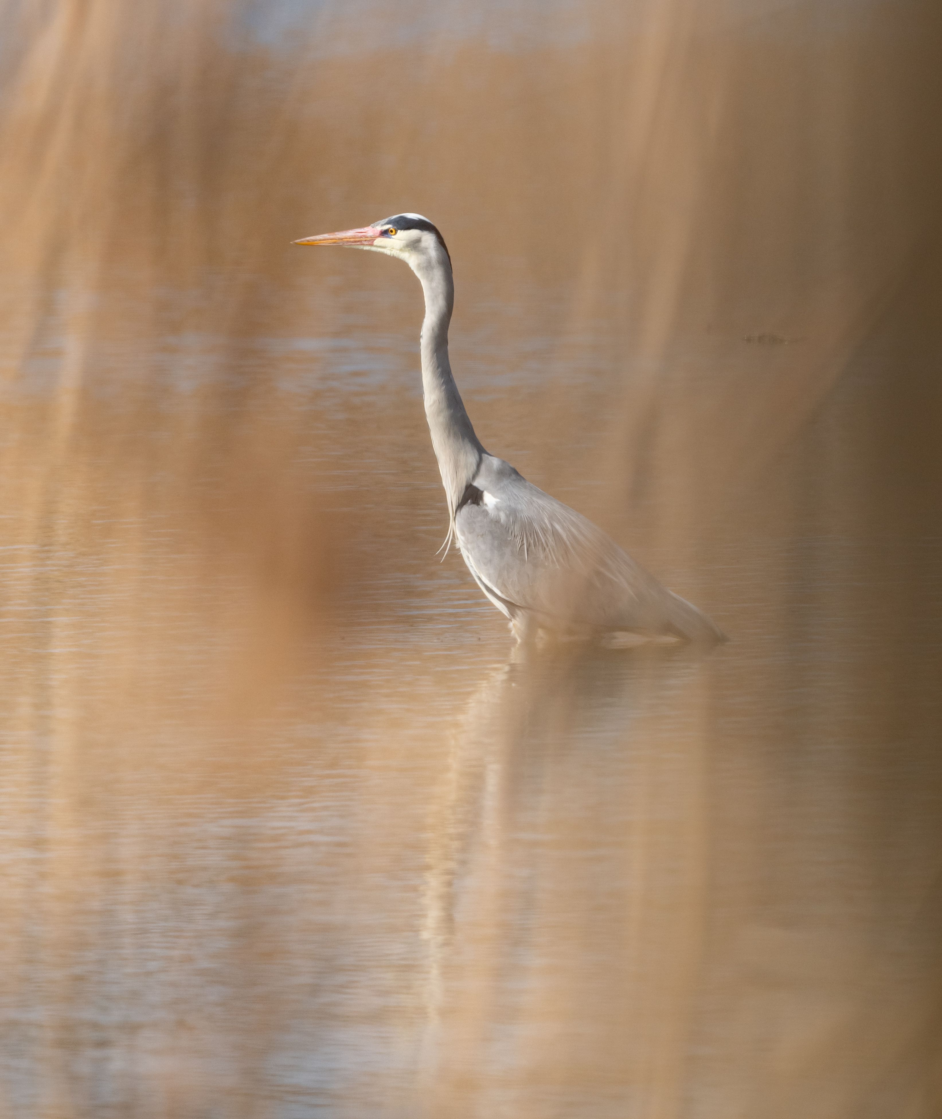 A graceful heron stands peacefully in a calm watery setting with surrounding rushes.
