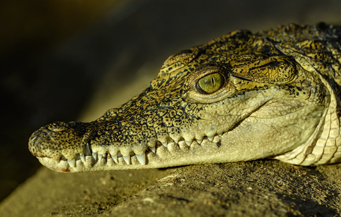 Brown Crocodile Lying on Ground