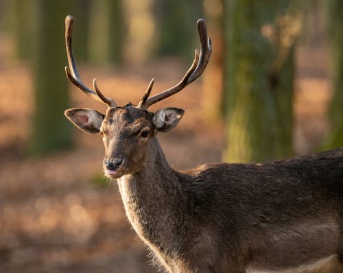 Free Brown Deer in Tilt Shift Lens Stock Photo
