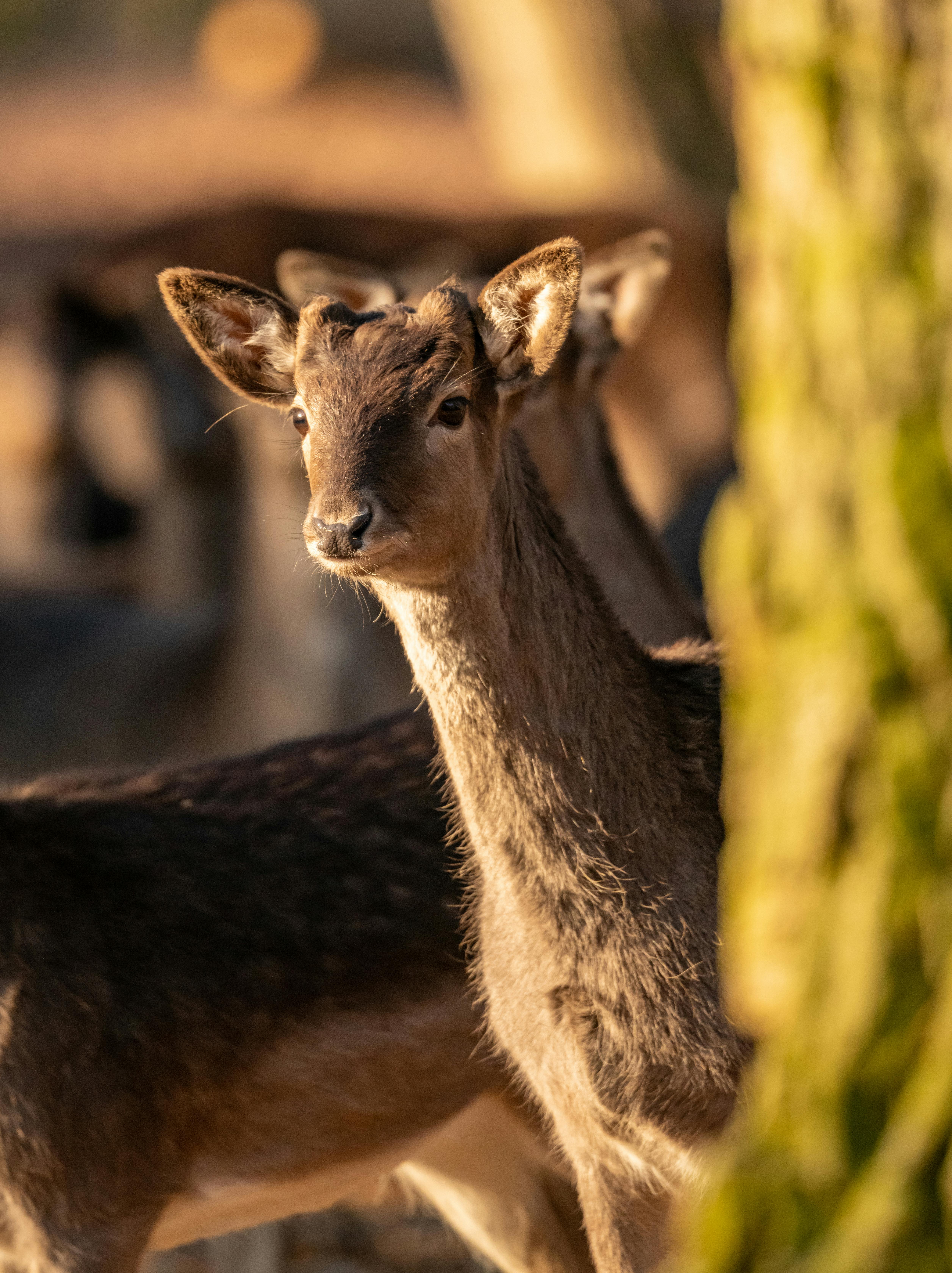 baby deer face