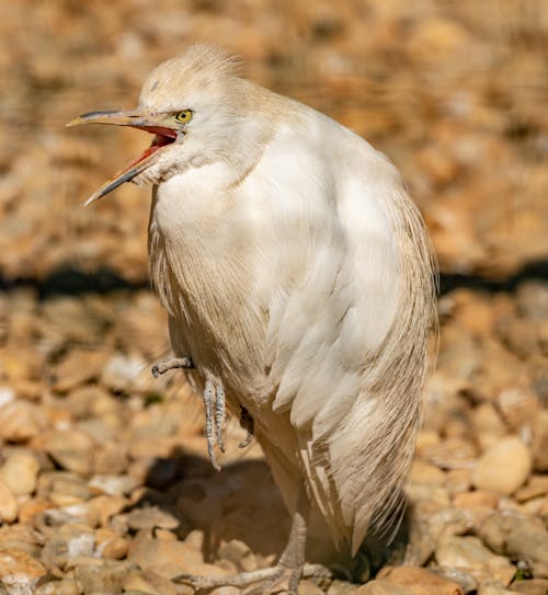 Bezpłatne Darmowe zdjęcie z galerii z natura, pionowy strzał, ptak Zdjęcie z galerii