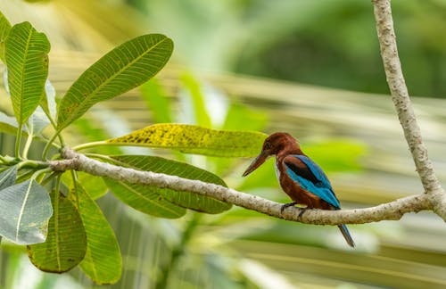 Brown and Blue Bird on Green Tree Branch