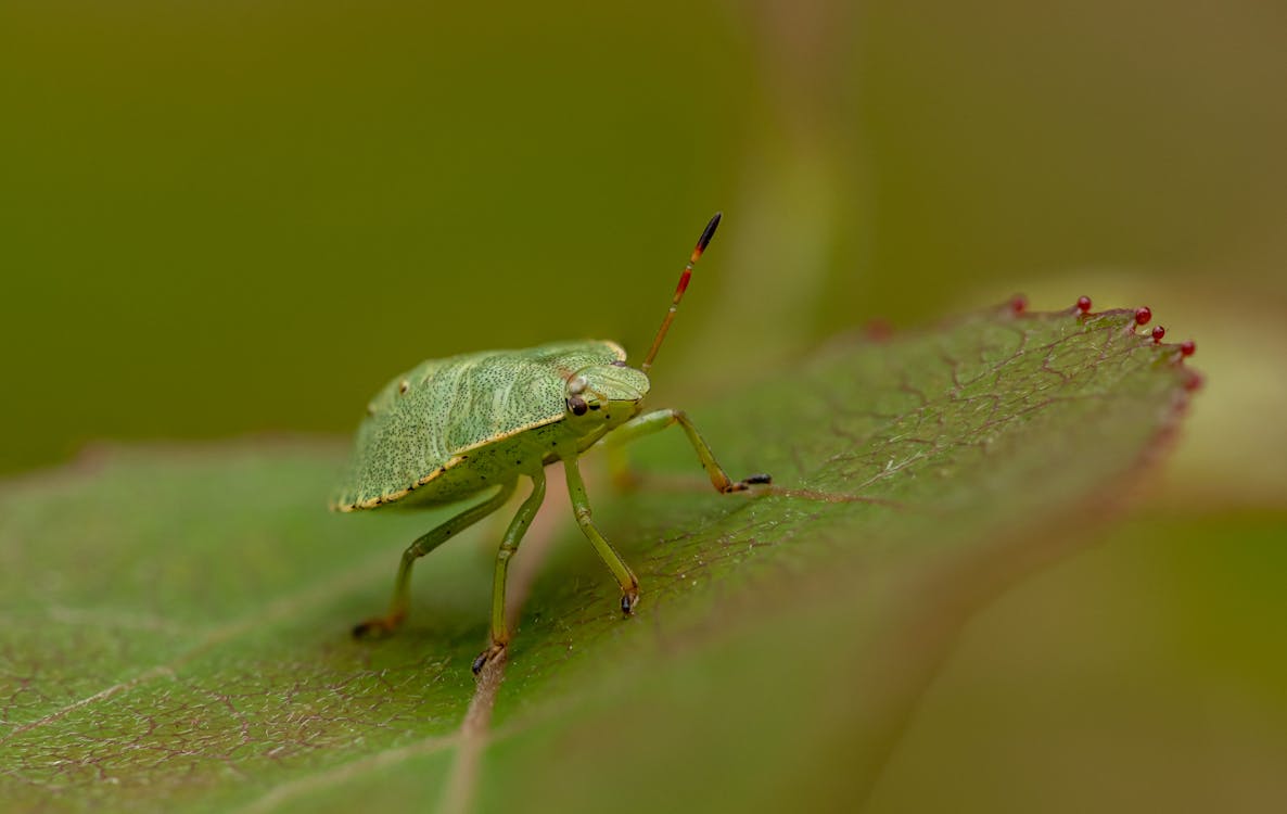 Green Bug on Green Leaf in Macro Photography