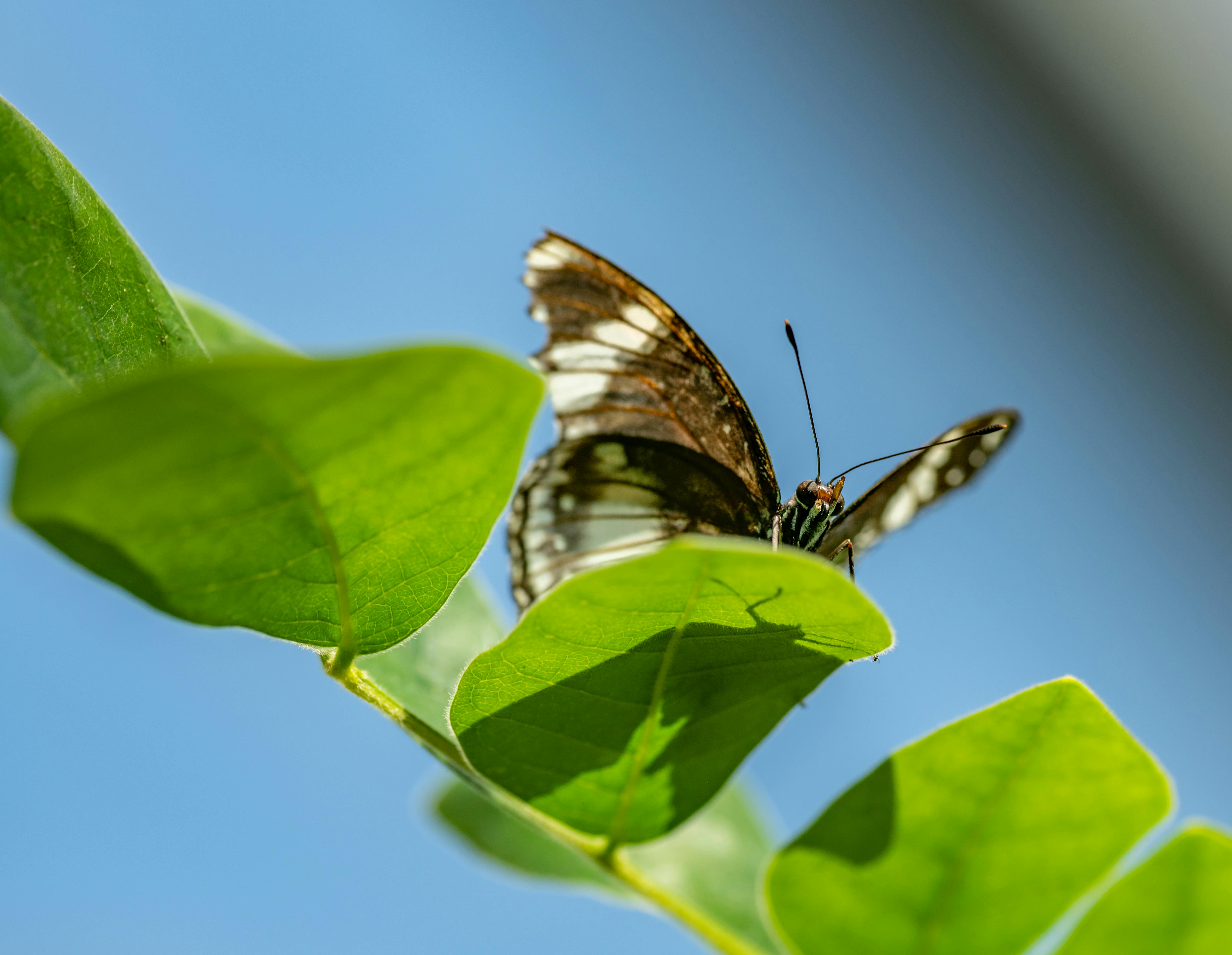 Black and White Butterfly on Green Leaf · Free Stock Photo