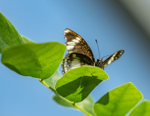 Black and White Butterfly on Green Leaf
