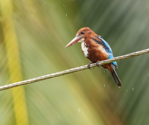 Blue and Brown Bird on Rope