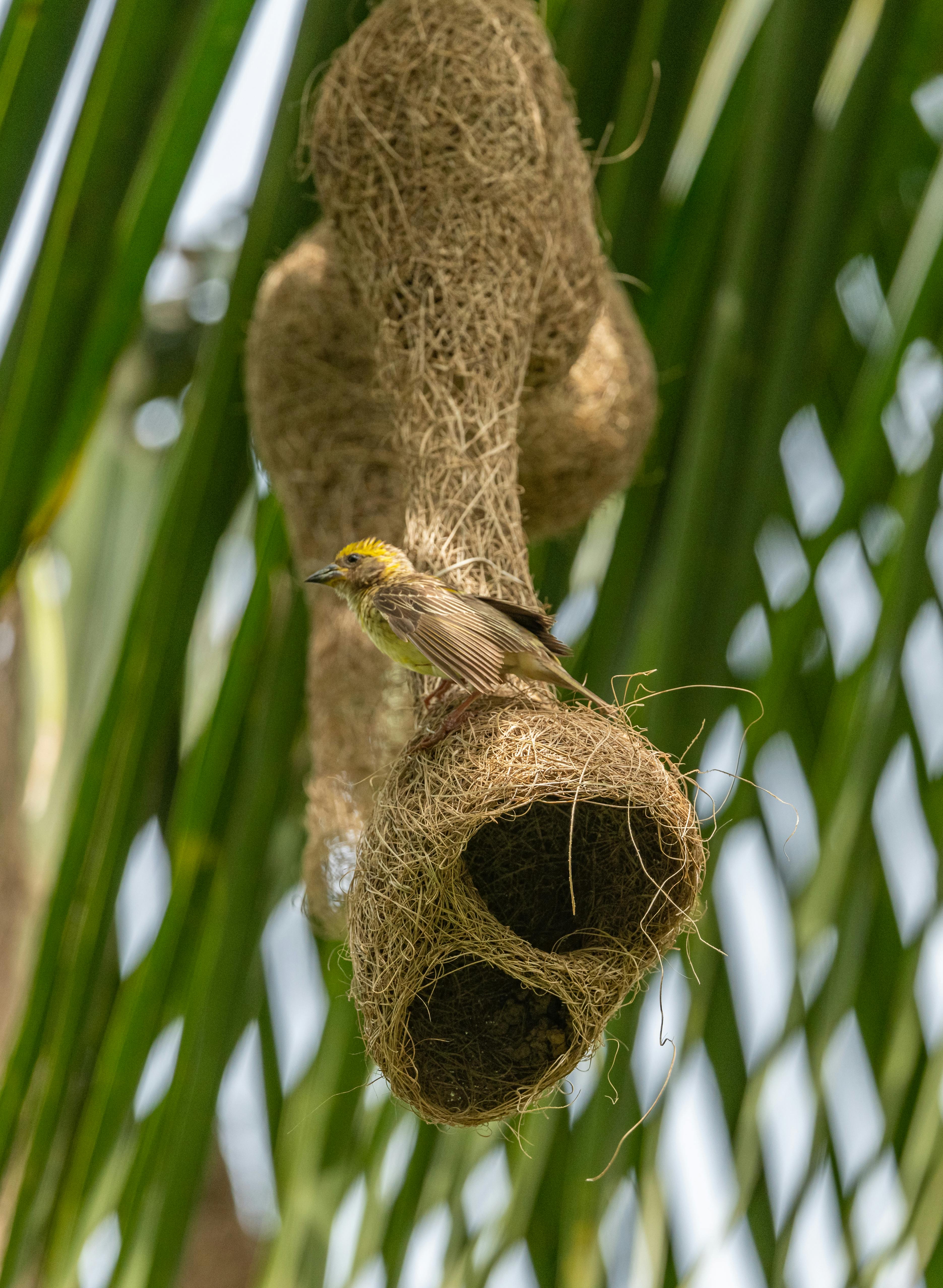 20,000+ Best Bird Nest Photos · 100 Free Download · Pexels Stock Photos