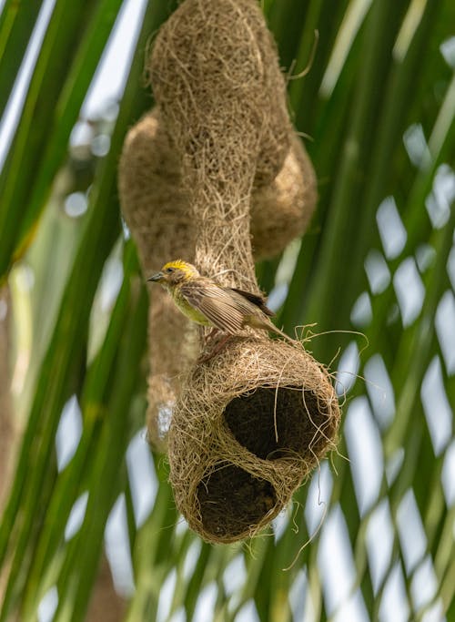 Yellow and Brown Bird on Brown Nest