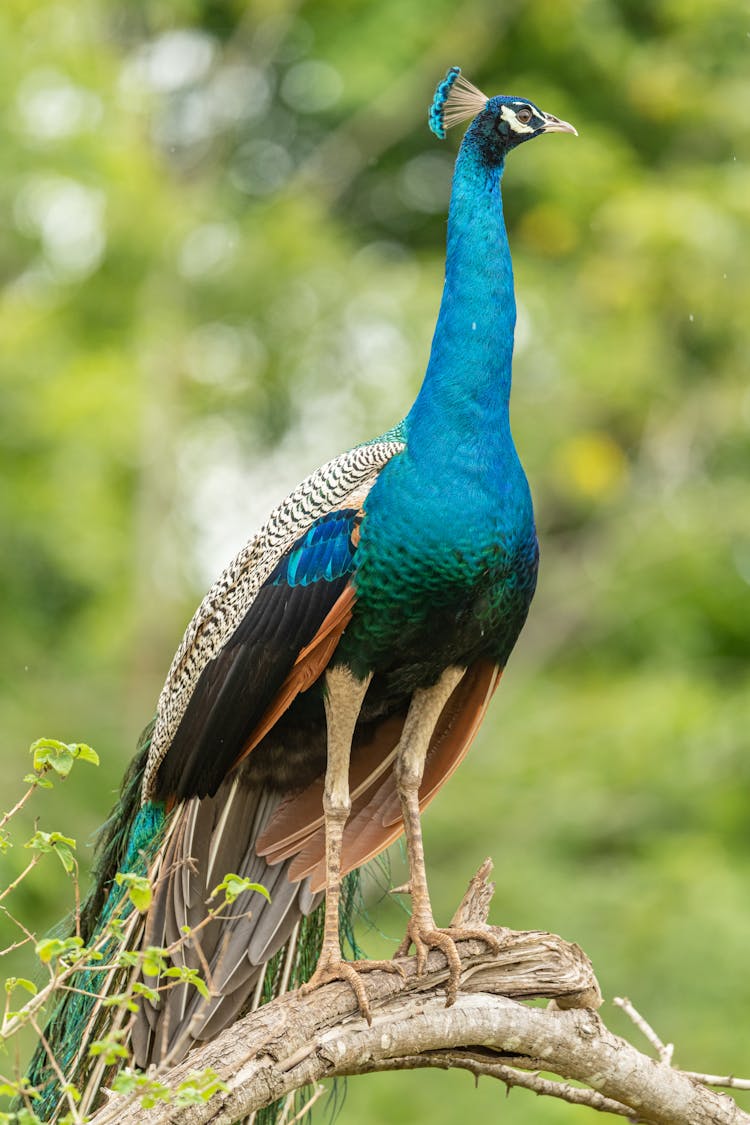 Blue Peacock On Brown Wooden Stick