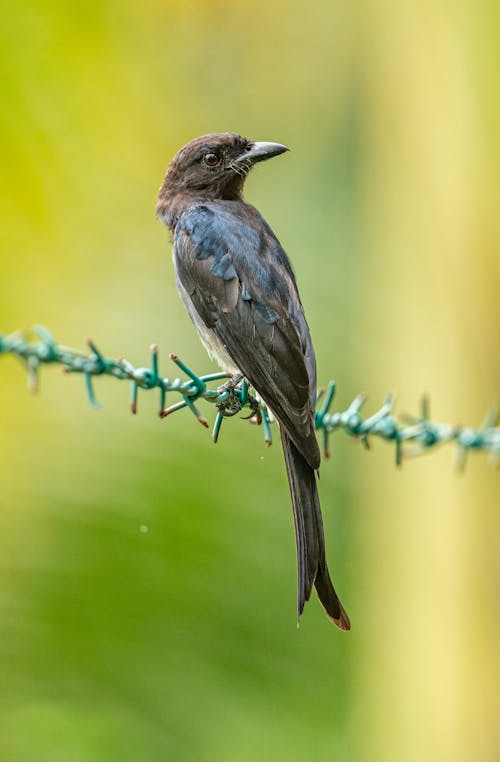 Brown and Black Bird on Green Stem