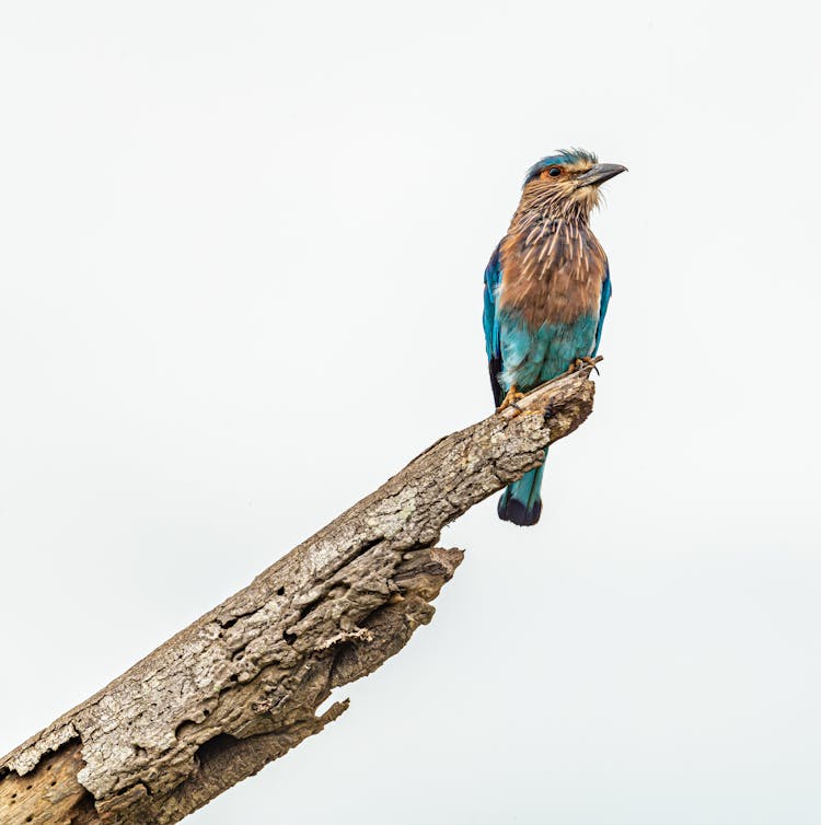 Indian Roller Perching On Branch