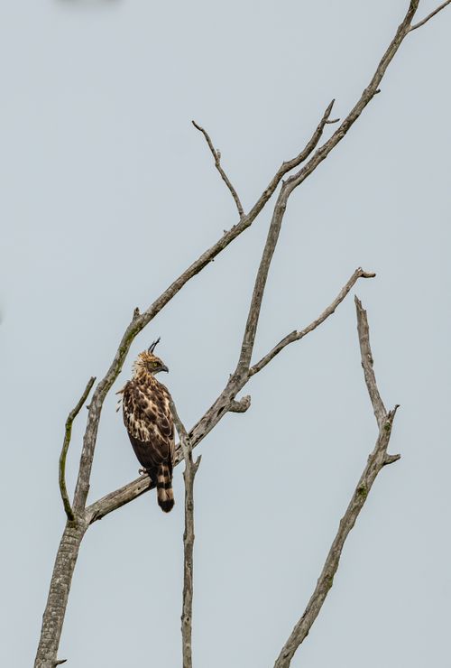 Free A striking eagle sits gracefully on a barren tree branch against a clear sky, highlighting wildlife beauty. Stock Photo