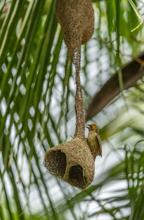 Brown Bird Nest on Tree Branch