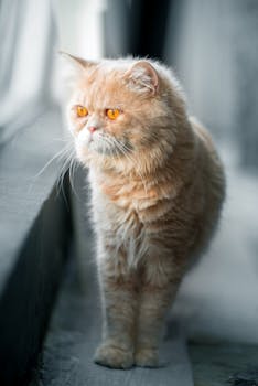 马来西亚一只可爱的波斯猫，正用橙色的眼睛凝视着窗外