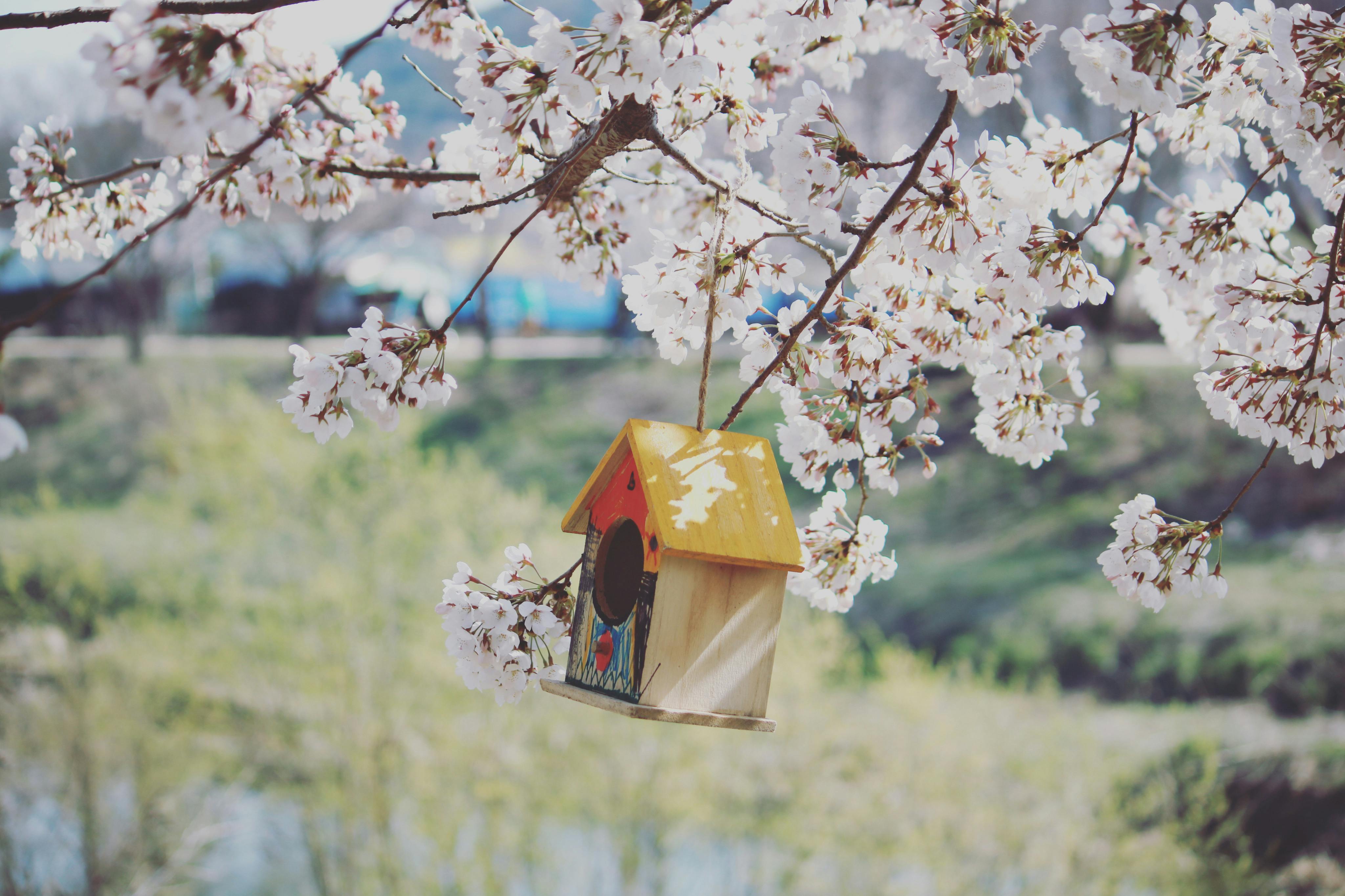 在阳光明媚的春日草地上，一座木制鸟舍悬挂在盛开树木的树枝上，鸟舍有着黄色的屋顶
