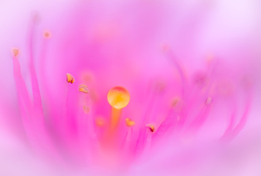 Free Pink Flower in Macro Lens Stock Photo