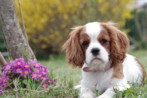 White and Brown Long Coated Small Dog on Green Grass Field