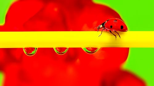 Red Lady Bug Crawling on a Yellow Strip