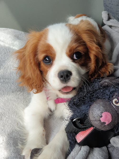 Brown and White Dog Plush Toy