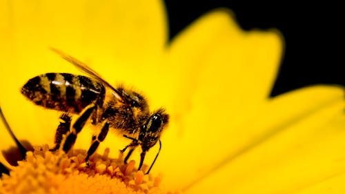 Honeybee Perched on Yellow Flower in Close Up Photography