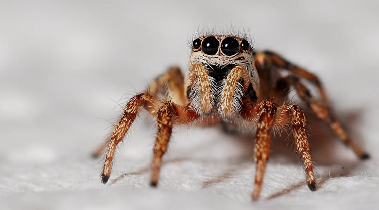 Orange And Black Spider