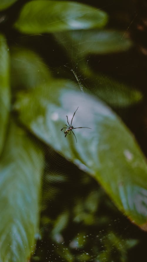 Gratis lagerfoto af dyrefotografering, edderkop, grønne blade