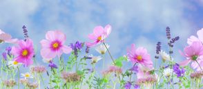 Spring Images