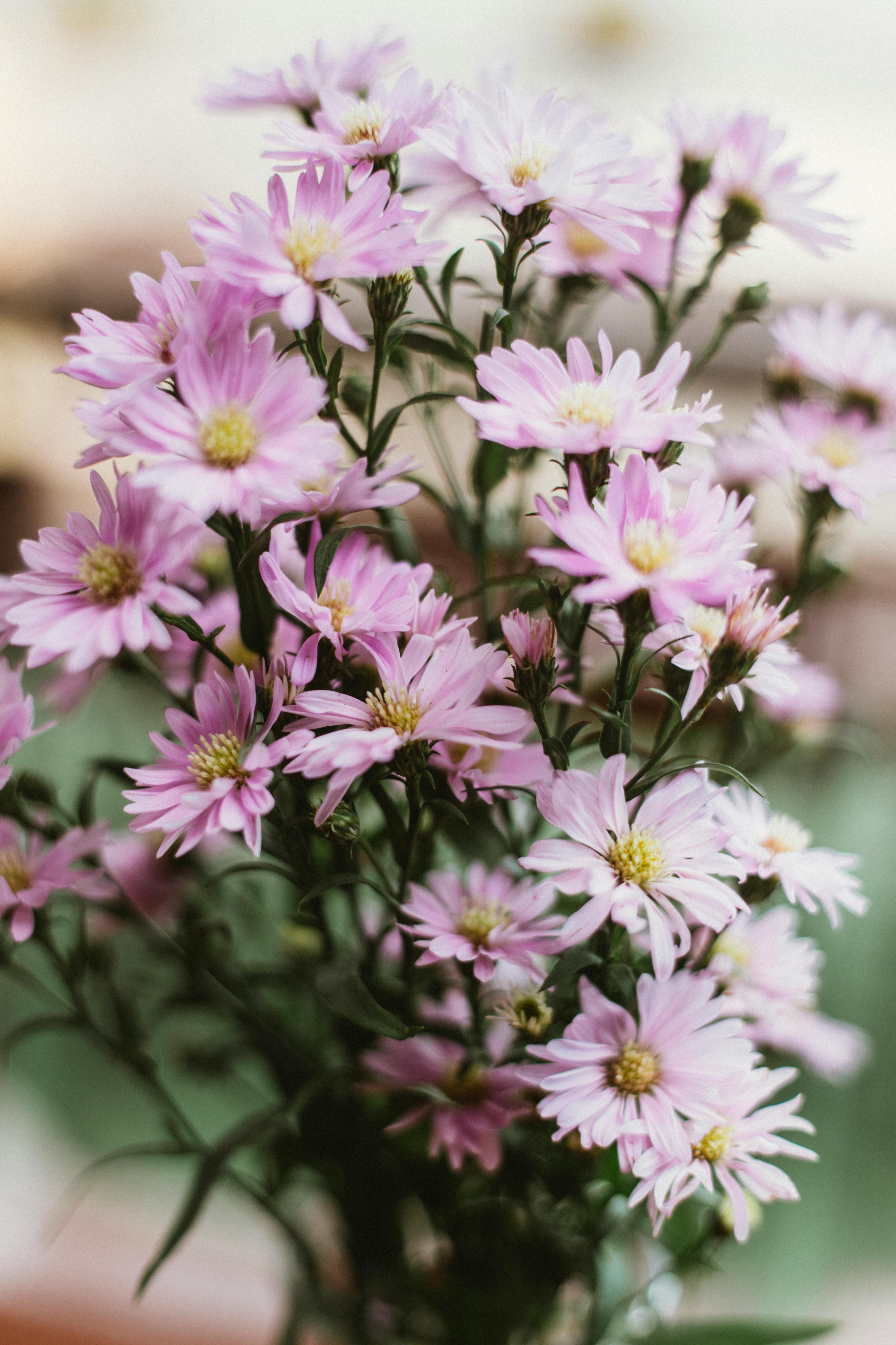 [ColoSach]-close-up-of-vibrant-pink-aster-flowers-blooming-brightly-outdoors,-showcasing-delicate-petals-and-lush-growth.