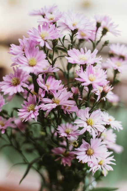 Close-up of vibrant pink aster flowers blooming brightly outdoors, showcasing delicate petals and lush growth.