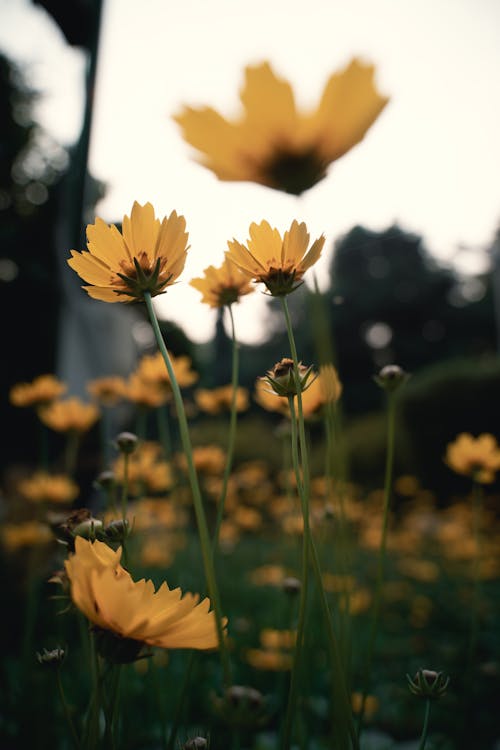 Free Yellow Flowers on a Field  Stock Photo